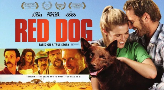 90. Phim Red Dog (2011) - Chú chó đỏ (2011)